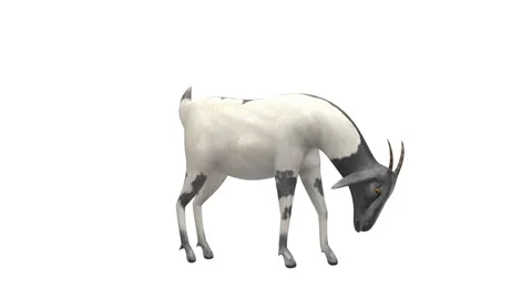 Goat Eating Grazing White Background 库存影片 331856658