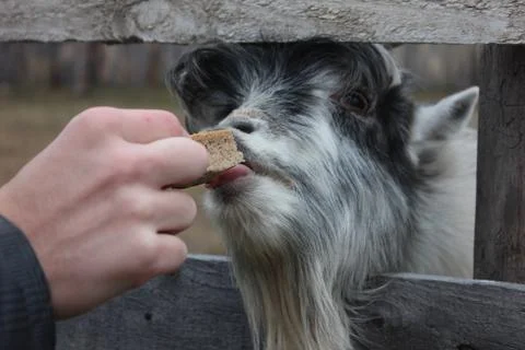 Goat eating from hand bread Stock Photos