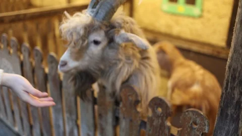 Goat eating from hand in warm rustic farm pen Stock Footage 332146588