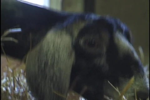 Goat Eating Hay Stock Footage 297623