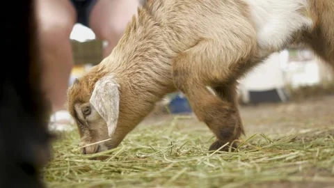 A goat eating hay Stock Footage 155393873