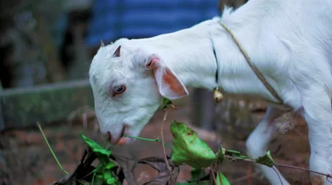 Goat Eating Leaves 2 스톡 동영상 61865161