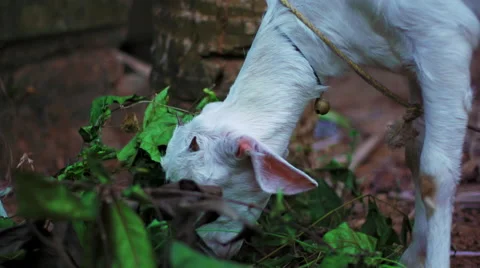 Goat Eating Leaves 스톡 동영상 61860104