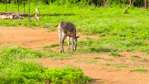 GOAT EATING LEAVES Stock Footage 273515695