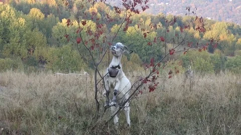 Goat eating leaves from a small tree Stock Footage 69854112