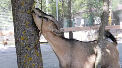 Goat Eating Leaves from a Tree Stock Footage 293177824