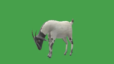Goat Eating Perspective Green Screen Stock Footage 330928772