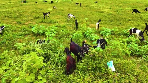 Goat Eating the Plants Stock Footage 263740617
