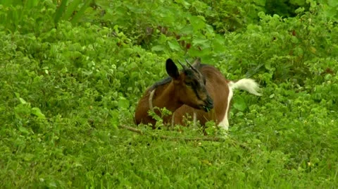 Goat eating in rain Stock Footage 22157249