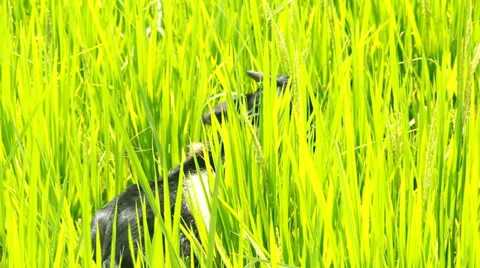 Goat Eating Rice Gain-1 Stock Footage 30146584