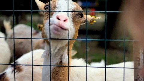 Goat eating salad Stock Footage