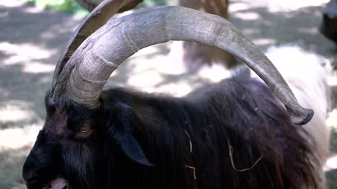 Goat Eating in the Shade Stock-Footage 293179693