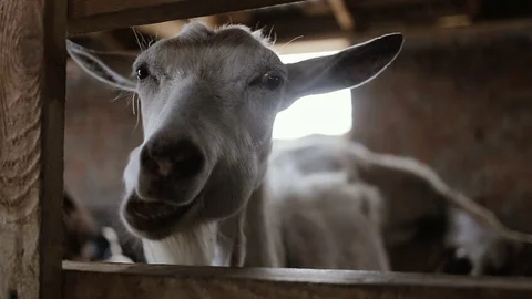 Goat Eating In The Stable Видео 80110632