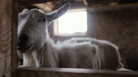 Goat Eating In The Stable Видео 80121127