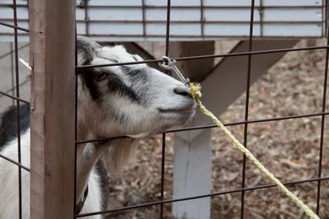 Goat Eating String Stock Photos