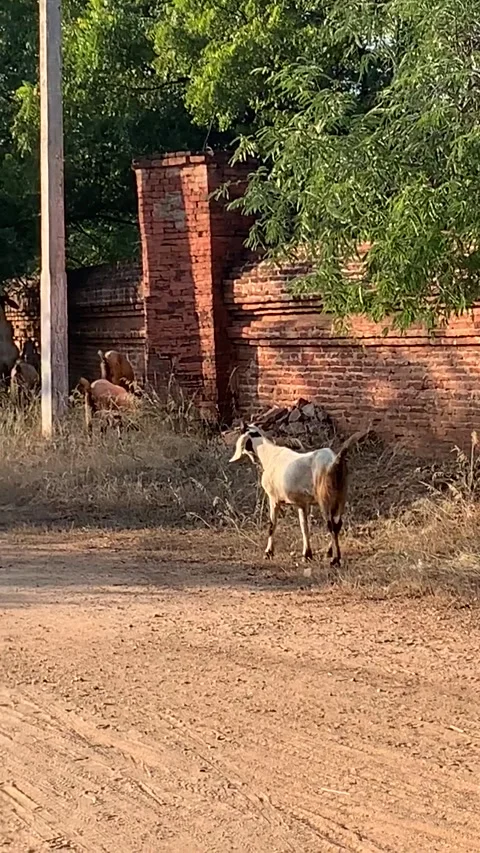 Goat eating on a tree in Bagan Vidéo 343736119