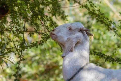 Goat eating from a tree Foto stock