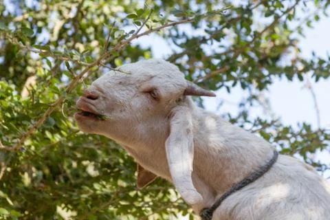 Goat eating from a tree Foto stock