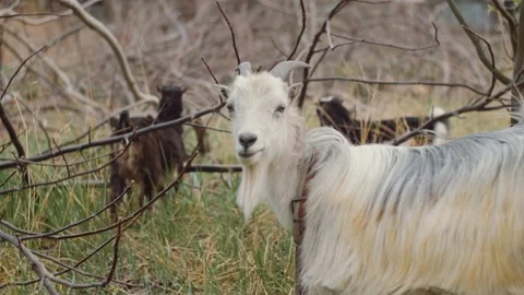 Goat Eating Twigs 動画素材 169586029