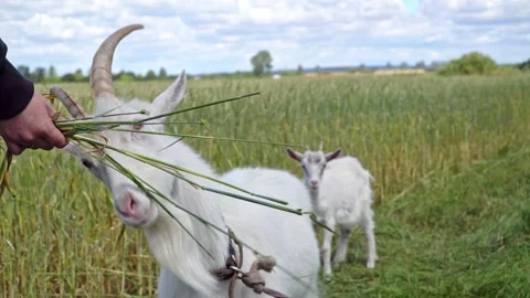 Goat eats barley from the hands Stock Footage 169328889