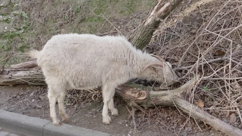 The goat eats dry grass. Stockbeeldmateriaal 122767044