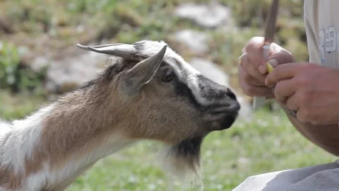 Goat eats Stock Footage 129920014