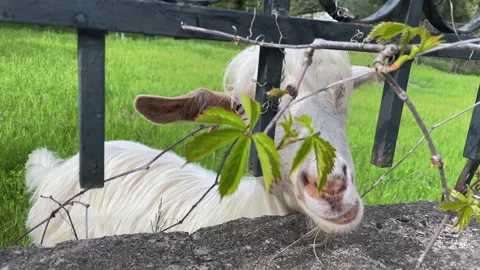 Goat eats Stock Footage 195024060