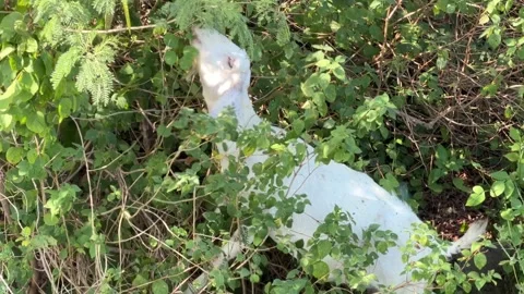 A goat eats fresh greenery among dense bushes and wild plants, demonstrating 库存影片 330345054