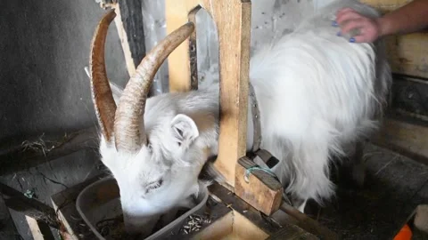 Goat eats grain Stock Footage 261390337