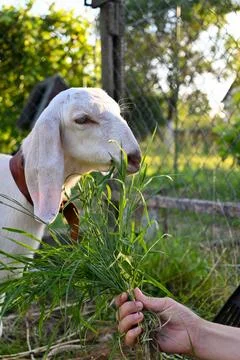  goat eats grass against the background of a fence and sky Stock Photos