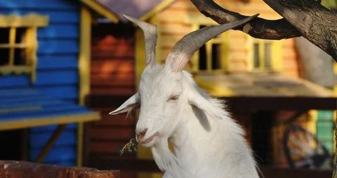 Goat eats grass butting tree with horns on countryside farm Stock Footage 117921931