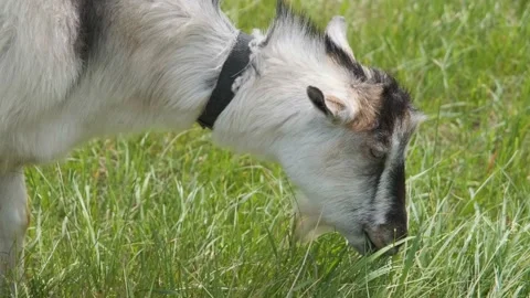 Goat eats grass close-up. Beautiful goat in a green field. Goat on a leash in Stock Footage 195533553