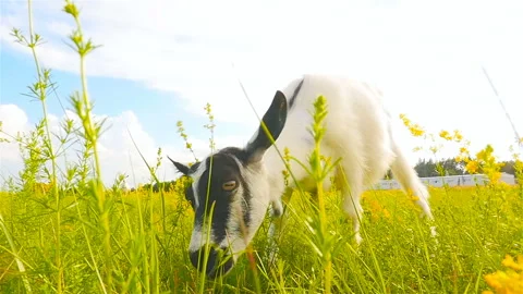 Goat eats grass. Close-up. Slow motion Stock Footage 96308342