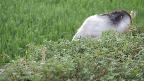 A goat eats grass on a field Stock Footage 145319876