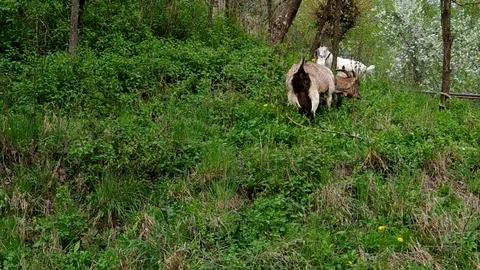 Goat eats grass Stock Footage 71503024