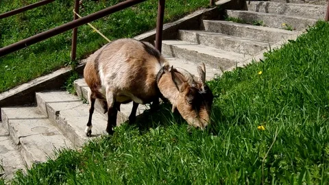 Goat eats grass Stock Footage 71503242