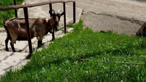 Goat eats grass Stock Footage 71503340