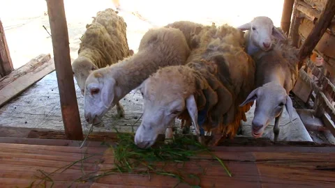 The goat eats grass. Stock Footage 277108110