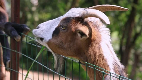 The goat eats grass from the hands of a man Stock Footage 249016262