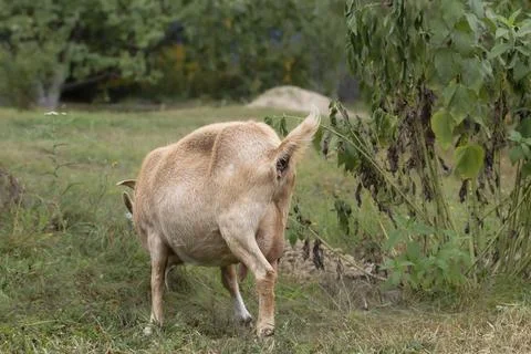 A goat eats grass on the lawn.A goat grazes on a green lawn in the village... Stock Photos
