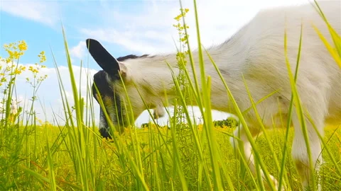 Goat eats grass in the meadow. Close-up. Slow motion Stock Footage 96308852