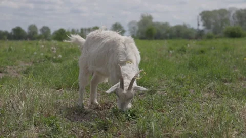 A goat eats grass in the meadow Video stock 288985525