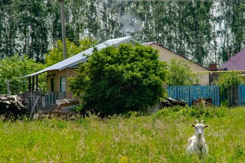 Goat eats grass in the meadow near houses in the village in summer in sunny Stock Photos