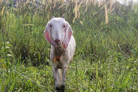 A goat eats grass voraciously on a grass background Stock Photos