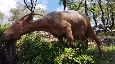 Goat eats a green bush in the mountains, close-up Stock-Footage 199208102