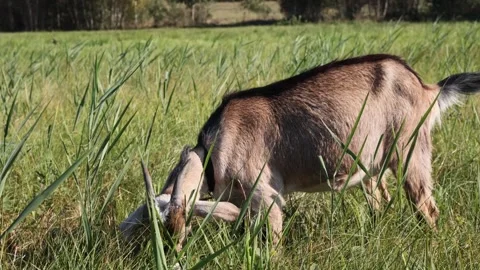 Goat eats green grass in garden, field. Sun shining, goat munches food Stock Footage 295231483