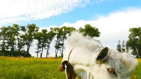 Goat eats green grass in the meadow. Close-up. Slow motion Stock Footage 96333343