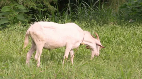 Goat eats green lush grass 스톡 동영상 53019760