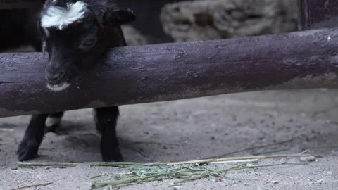 Goat eats hay sticking its head through a wooden fence Stock Footage 246082967