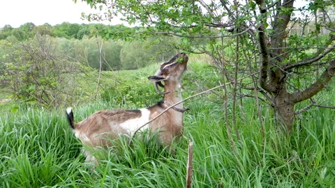 Goat eats a leaf of a tree in the forest in summer Stock Footage 217320628